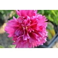 thumbnail image 4 of Queeny Purple Hollyhock - Alcea - Perennial - Very Dwarf - Quart Pot, 4 of 4