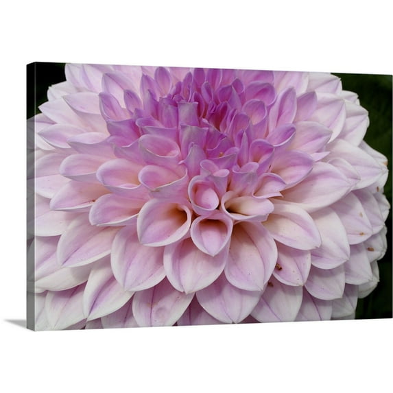 Great BIG Canvas | "Pink dahlia flower, Butchart Gardens, Victoria, British Columbia, Canada" Canvas Wall Art - 24x16