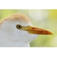 thumbnail image 2 of Morris, Arthur 24x17 White Modern Wood Framed Museum Art Print Titled - FL, Lake Kissimmee Portrait of cattle egret head, 2 of 4