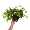 thumbnail image 6 of Clispeed Realistic Artificial Pothos Plant in Decorative Pot, Faux Hanging Greenery for Indoor Home, Office, and Living Room Decor, 6 of 7