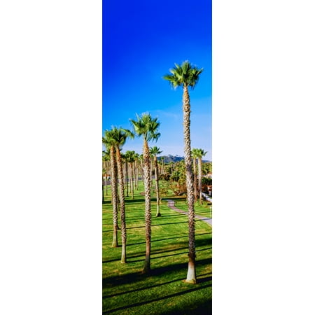 Palm trees near the beach Santa Barbara California USA Poster (Best Places To Live Near Santa Barbara)
