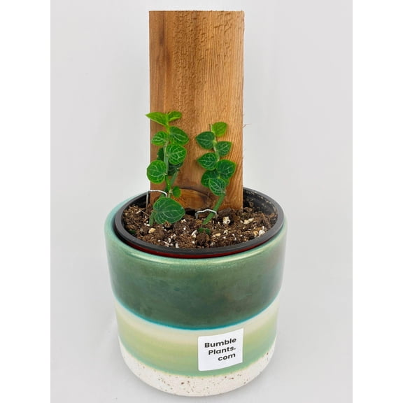 Bumble Plants Rhaphidophora Cryptantha - Full Live Colorful Houseplant in Nursery Pot, Easy Care, Indoor Plant for Beginners