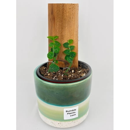 Bumble Plants Rhaphidophora Cryptantha - Full Live Colorful Houseplant in Nursery Pot, Easy Care, Indoor Plant for Beginners