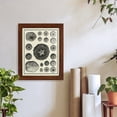 thumbnail image 6 of Aegean Collection I -Framed Print w/glass-Chestnut, 6 of 7