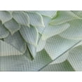 thumbnail image 4 of Ambesonne Desert Quilted Bedspread Set 3 Pcs, Cactus Flowers Photo, Queen Size, Sage Green, 4 of 5