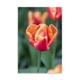 thumbnail image 2 of Gango Home Decor Emperor Tulip I by Dana Styber (Printed on Paper); One 24x36in Fine Art Paper Giclee Print, 2 of 4