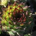 thumbnail image 3 of Sempervivum, Montfort, Hen and Chicks - Pot Size: 3in (2.6x3.5in) - Succulents, 3 of 4
