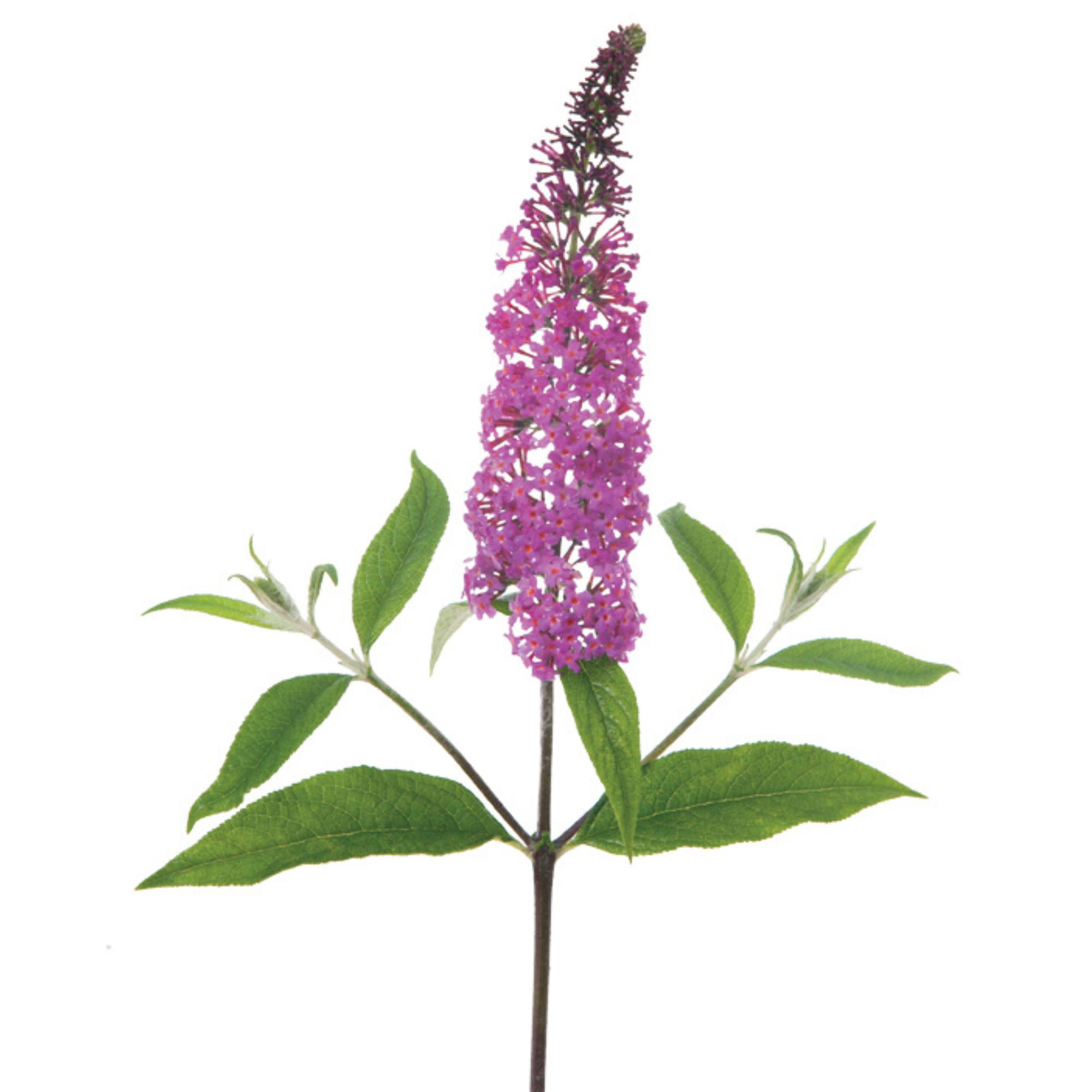 Proven Winners ColorChoice 5" Purple 'Miss Ruby' Butterfly Bush Live Plant in 4.5" Pot (4 Count)