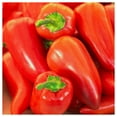 thumbnail image 3 of Everwilde Farms 50 Pimento Sweet Pepper Plant Seeds, 3 of 5