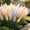 B, variant on Pampas Grass-Ornamental Grass,Low Maintenance,for Garden,Ideal for Beds Borders Plant Pots & Planters