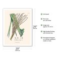 thumbnail image 2 of Juçara Palm Tree (Euerpe edulis) - Vintage Botanical Illustration by Carl Friedrich Philipp von Martius c.1820s - Fine Art Matte Paper Print (Unframed) 20x26in, 2 of 4