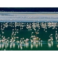 thumbnail image 2 of Fitzharris, Tim 24x19 Black Ornate Wood Framed with Double Matting Museum Art Print Titled - Lesser Flamingos-Kenya, 2 of 4