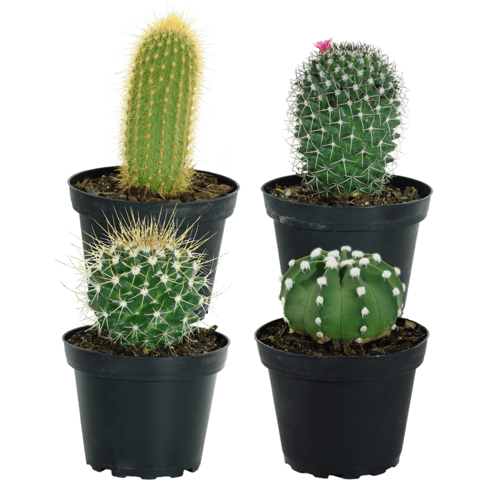 Costa Farms Live Indoor 7in. Tall Multicolor Assorted Cacti, Full Sun, Plant in 4in. Pot, 4Pack