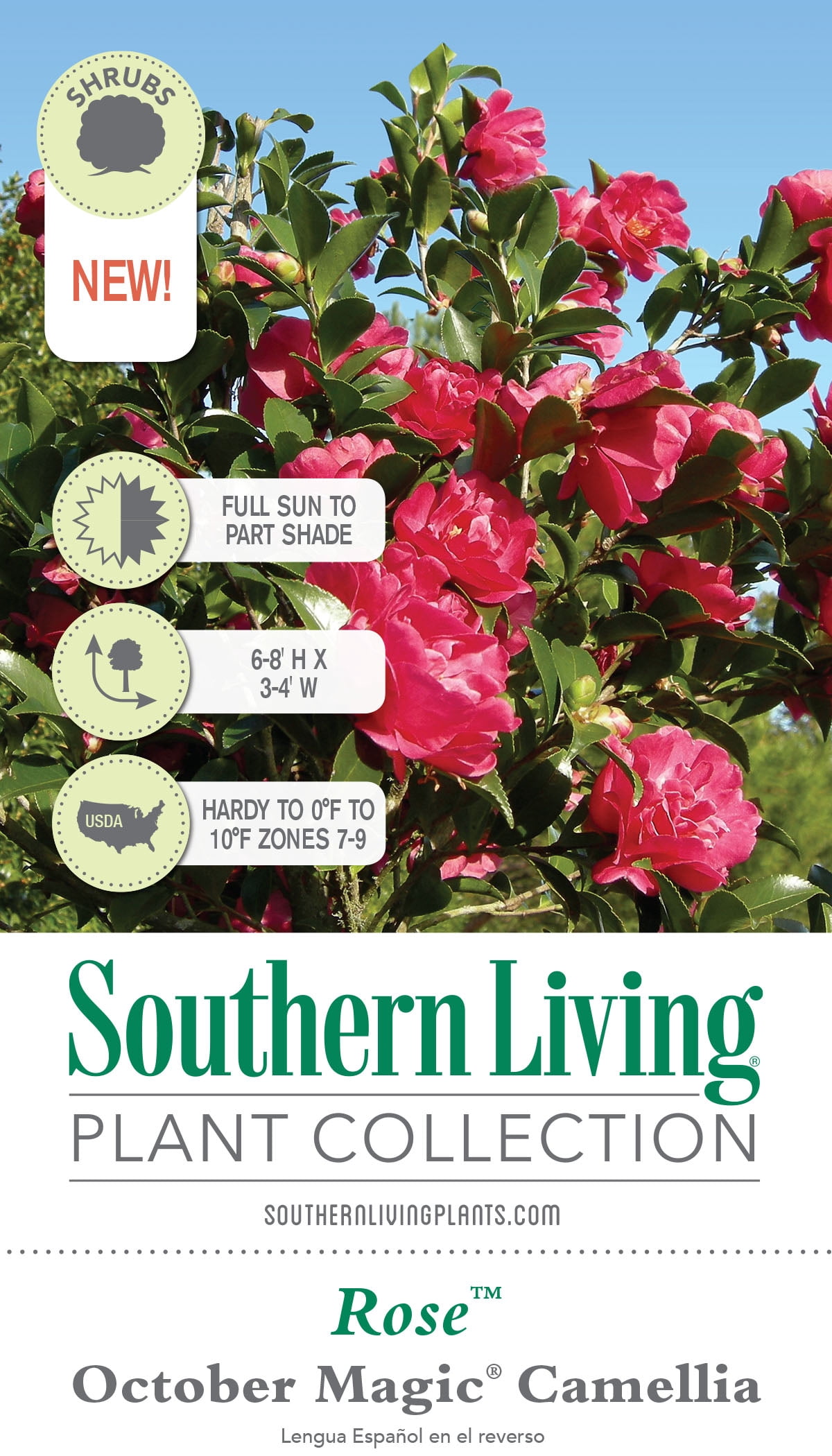Southern Living October Magic Rose Camellia Live Shrub in 2.5-Quart Grower Pot