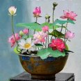 thumbnail image 1 of 10 Pcs Mixed Color Bonsai Bowl Lotus Seeds - Exotic Water Lily Flower Plant Seeds for Ornamental Pond and Home Planting, 1 of 4