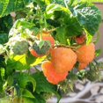 thumbnail image 4 of Set 4 Raspberry Plants Live 5 To 8 Inch Tall, Raspberry Bush Live Plants, Sweet Raspberries Fruit Seedlings (Fall Gold Raspberry), 4 of 6