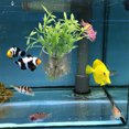 thumbnail image 4 of BESTYASH 6pcs Fish Tank Planter Cup Acrylic Transparent for Aquarium Setup and Beginners Use, 4 of 8