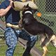 thumbnail image 5 of Manga de mordedura de perro jinwen protección de entrenamiento para Bullmastiff, 5 of 8