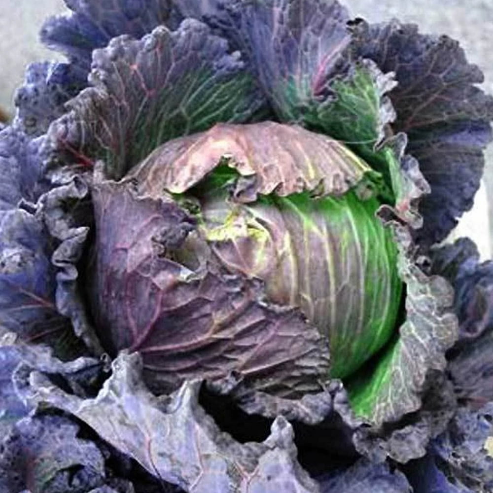 Purple Savoy Cabbage Seeds - 1 g ~300 Seeds - Heirloom, Open Pollinated