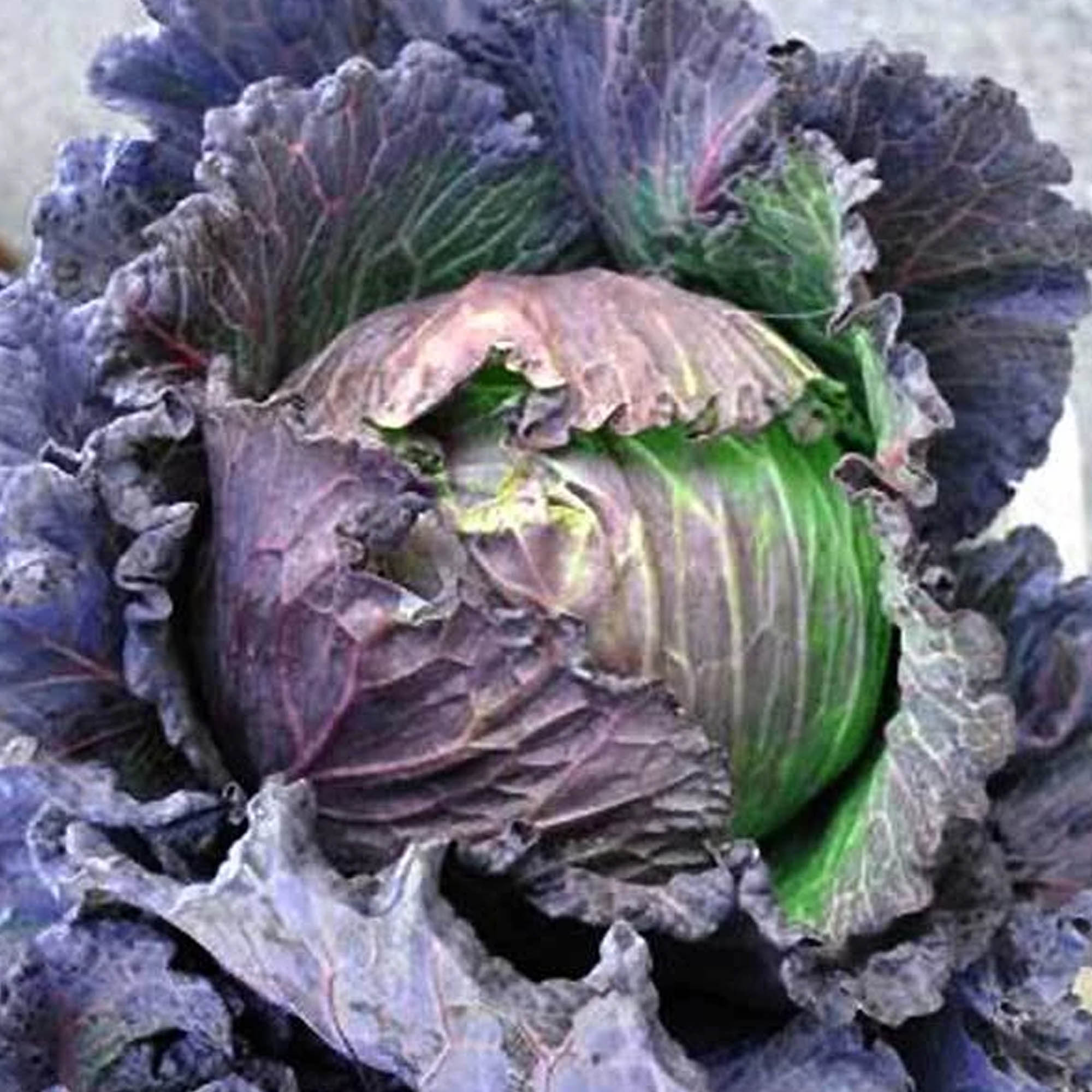 Purple Savoy Cabbage Seeds 1 G 300 Seeds Heirloom Open Pollinated 