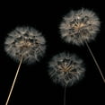 thumbnail image 2 of Frank, Assaf 20x20 White Modern Wood Framed Museum Art Print Titled - Dandelion flowers over black background, 2 of 4