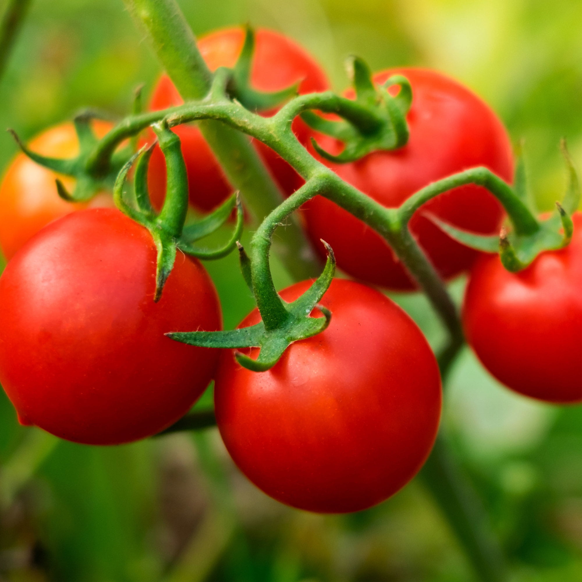 Bonnie Plants Husky Cherry Tomato 19.3 oz. 2-Pack