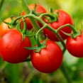 thumbnail image 4 of Bonnie Plants Husky Cherry Tomato 19.3 oz. 2-Pack, 4 of 10
