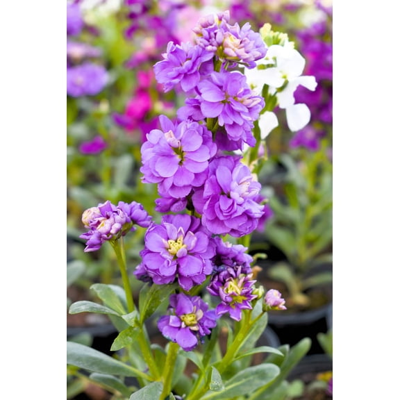 50 BLUE STOCK Matthiola Incana Ten-Week Gillyflower Seeds