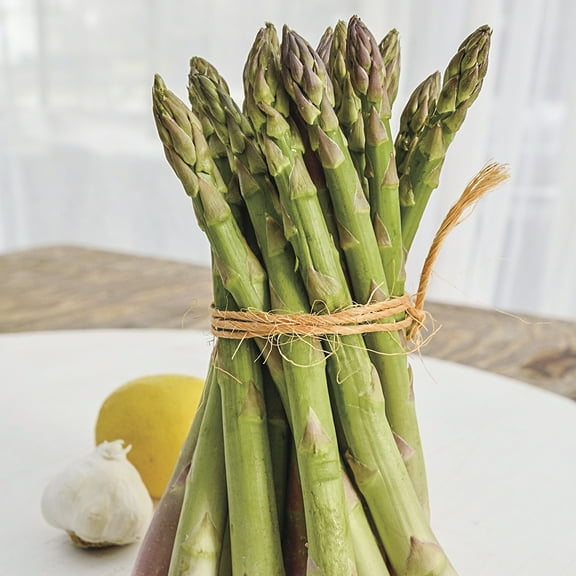 Jersey Knight Asparagus Dromant Bare Root Vegetable Roots, 10 Medium Grade Roots