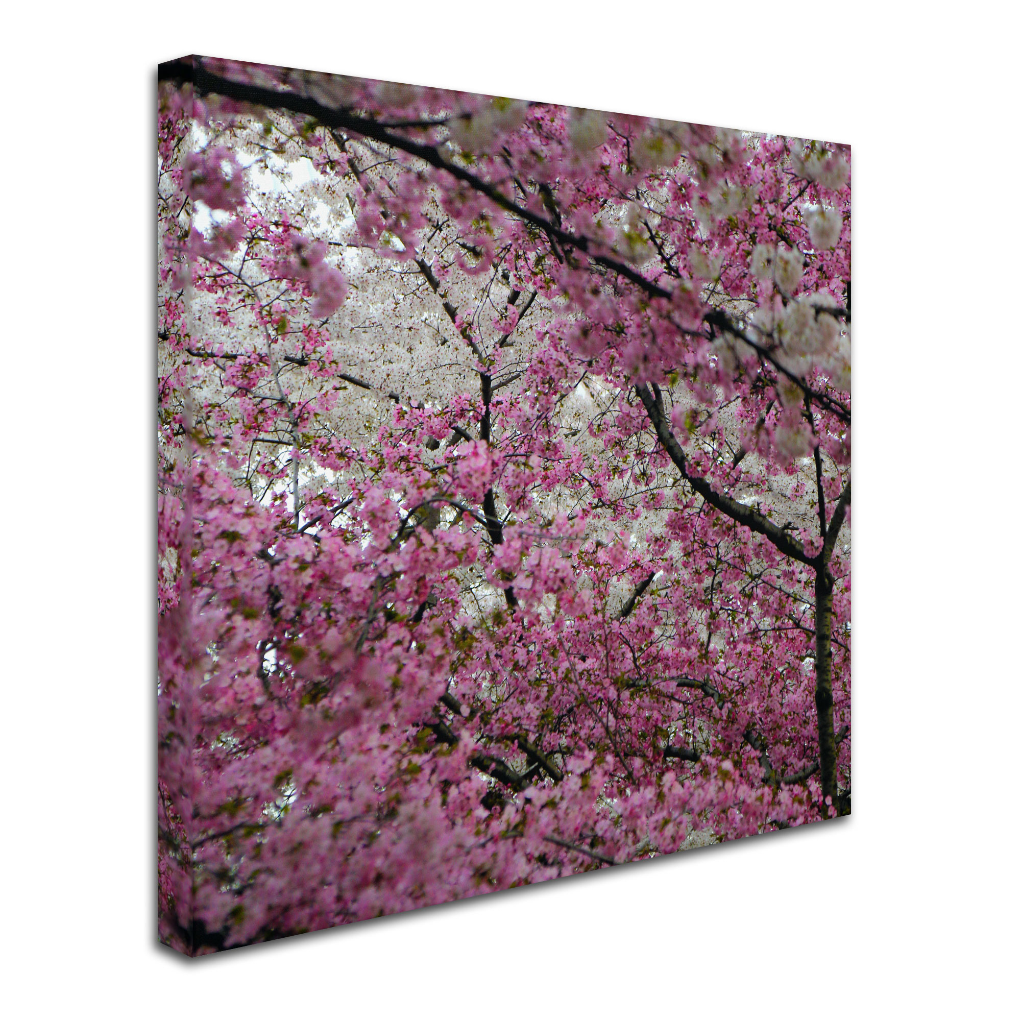 Trademark Fine Art "Cherry Blossoms 2014-3" Canvas Art by CATeyes
