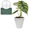 thumbnail image 4 of Esterno Wall Mounted Planter Rings w/ Pots (8-Piece Set); White Metal Plant Holders and Mini Clay Pots, 4 of 9