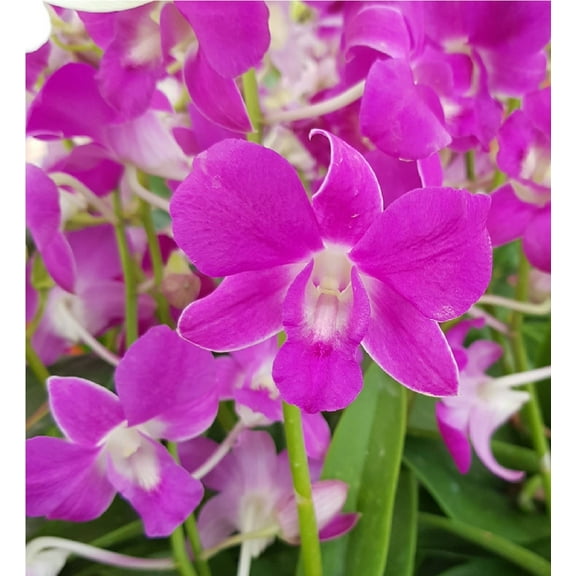 Live Pink Dendrobium Orchid Plant 4"-8" Tall No Bloom Partial Sun