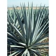 thumbnail image 3 of Agave Tequilana  Live Medium Size Plant  Blue Weber Tequila Succulent  Drought Tolerant Hardy Ornamental Specimen, 3 of 9