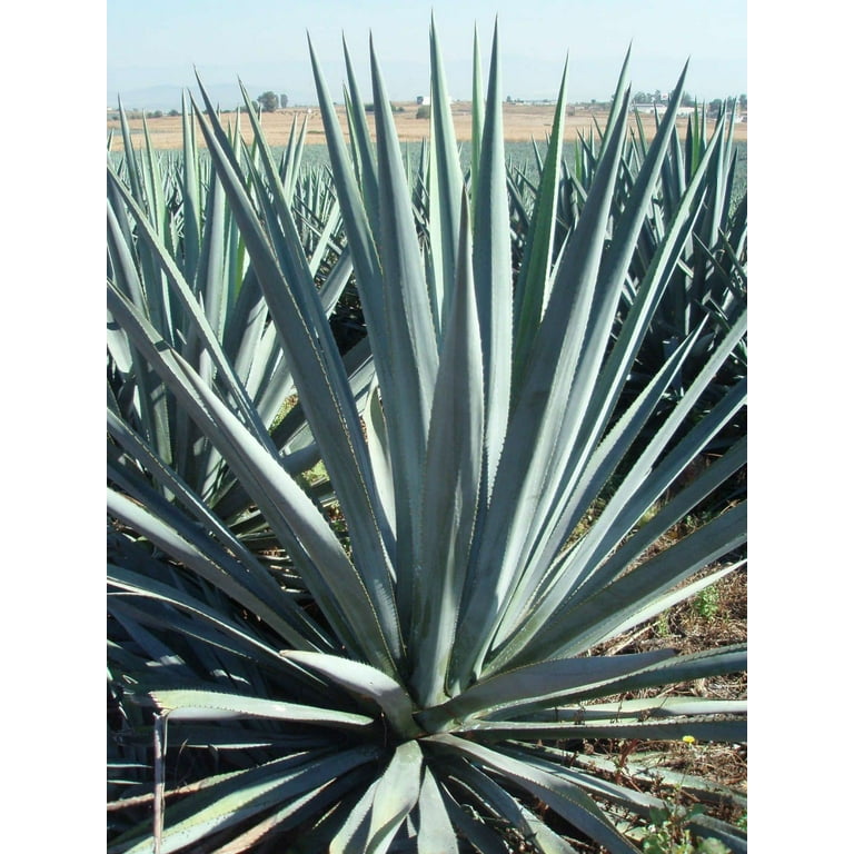 jose cuervo silver 100 agave Jose Cuervo Especial Silver Tequila 750 ml – Hops, Scotch & More main image 1
