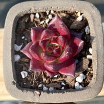 Rare Succulents - Echeveria Agavoides Rubin (1.5")
