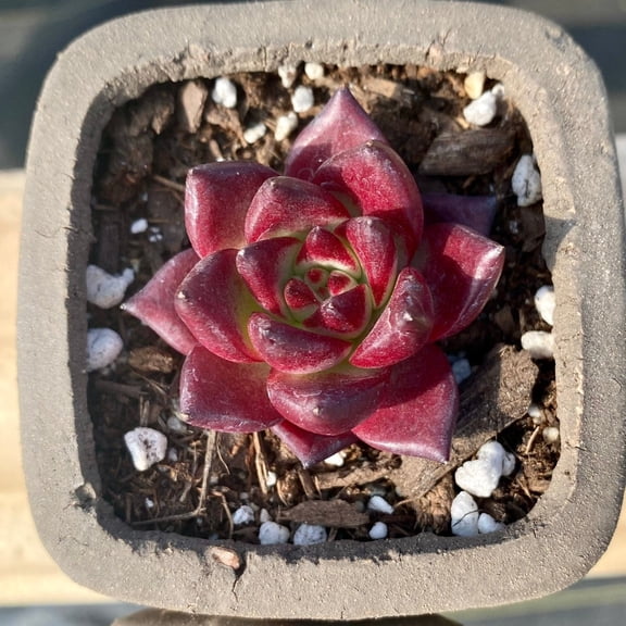 Rare Succulents - Echeveria Agavoides Rubin (1.5")