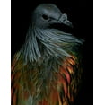 thumbnail image 2 of Lesica, Ivan 15x18 White Modern Wood Framed Museum Art Print Titled - Nicobar Pigeon, 2 of 4
