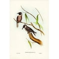 thumbnail image 2 of Gould, John 13x18 Gold Ornate Wood Framed with Double Matting Museum Art Print Titled - Masked Wood Swallow-Artamus personates, 2 of 4
