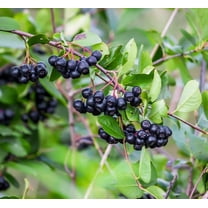 100 Black Chokeberry Seeds for Planting - Aronia melanocarpa - Aronia Berry Tree