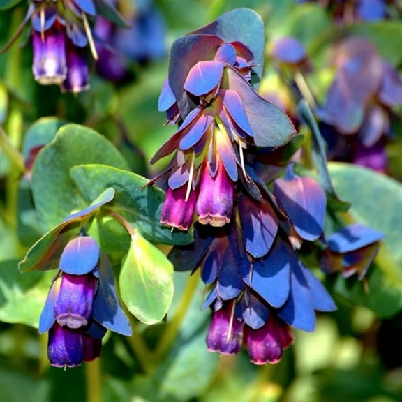 250  Cerinthe Major Honeywort Flower Seeds MVR1 for Planting Annual Cerinthe Major Honeywort Flower Ornamental Flowering Plant Showy Display Beauty Bicolour Flowers