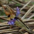 thumbnail image 2 of juego de cuerda de tracción para reptiles, cómodo arnés de tracción para reptiles, cuerda para reptiles al aire libre, 2 of 5