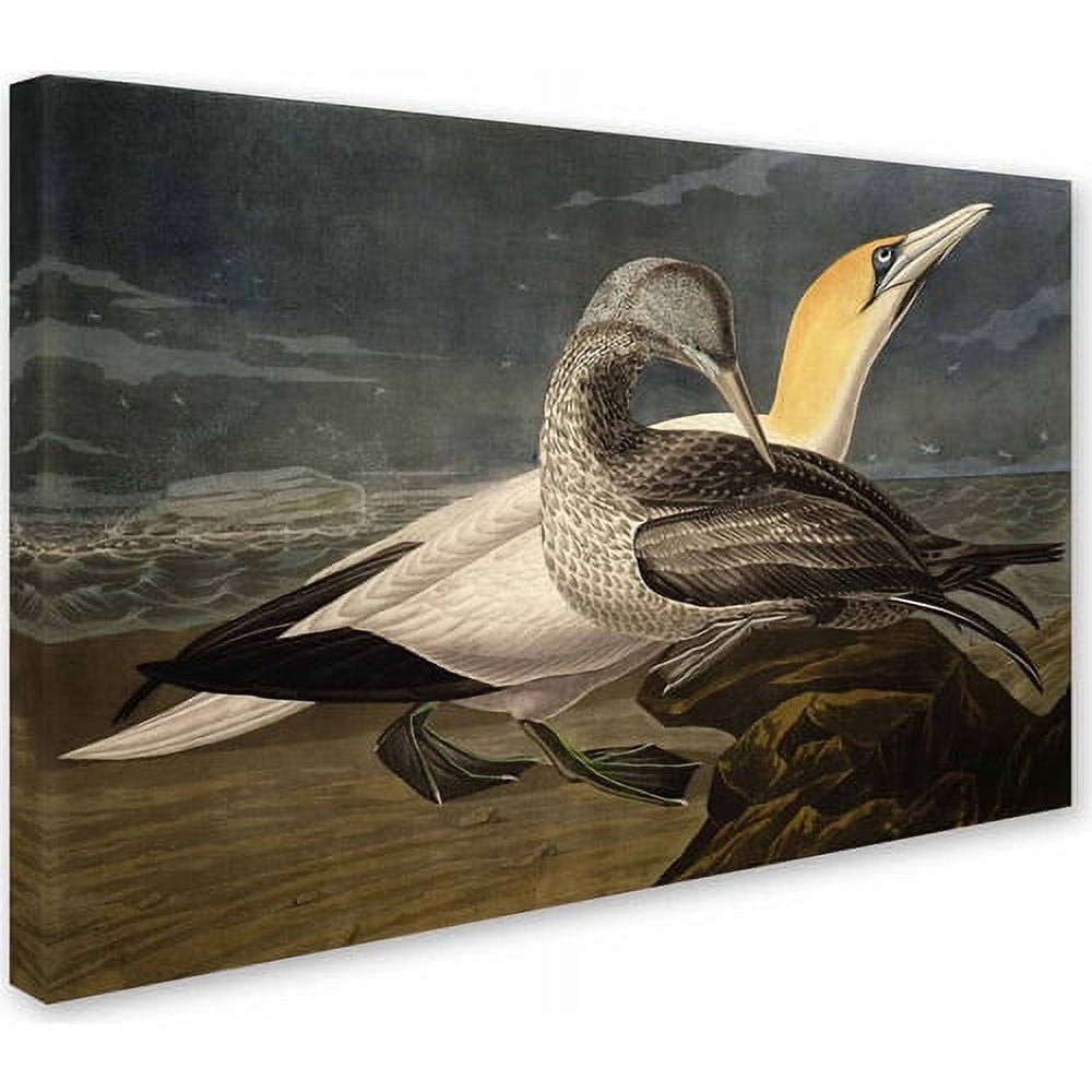 Trademark Fine Art "Gannets" Canvas Art by John James Audubon