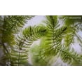 thumbnail image 3 of Half Price Joe's 1 Pound (1 Lb) Hornwort Branches (Horn Worth) Plant for Oxygenating Aquariums & Ponds, 3 of 4