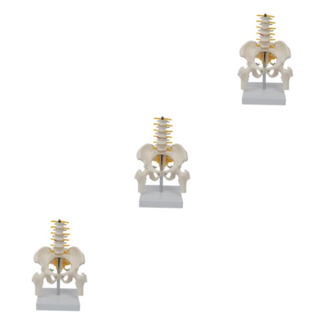 maskred PVC Human Pelvis with Pelvis and Size Toy Learning Life Bones Leg Style A 3Set