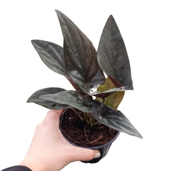 Syngonium 'Red Arrow', 4" Pot, Indoor Houseplant, Easy Care, Live Plant for Indoor & Outdoor