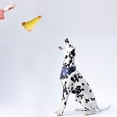 thumbnail image 5 of Juguetes para perros: juguetes para morder, limpiar los dientes y entrenar a tu mascota, 5 of 5