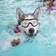 thumbnail image 2 of Gafas para perros, gafas de sol para mascotas, impermeables, resistentes al viento, protección ocular para perros grandes/medianos (transparentes), 2 of 6