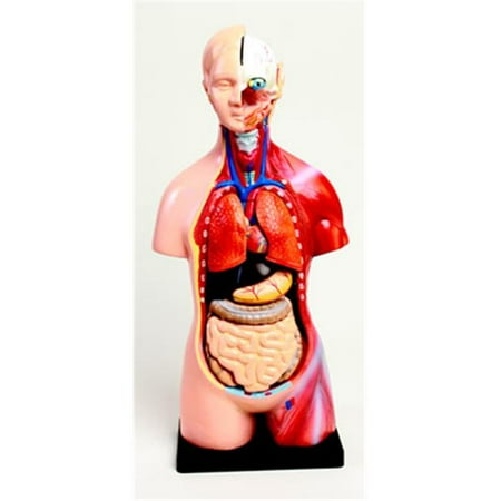 American Educational 7-1421 Mini Torso Model - 42 Centimeters