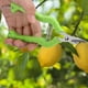 thumbnail image 5 of Tijeras de podar de plantas de acero inoxidable, cortador de jardín, tijeras para frutas y flores, herramienta podadora manual, 5 of 9