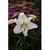 Euroblooms Lily Oriental Casa Blanca, 6 Flower Bulbs